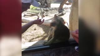 BABOON is AMAZED by MAN'S MAGIC TRICK