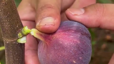 Amazing ripe pomegranate peeling skills |food