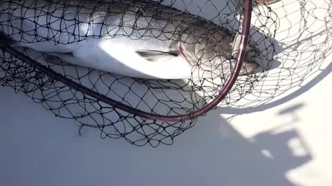 Big Salmon Caught on Lake Ontario