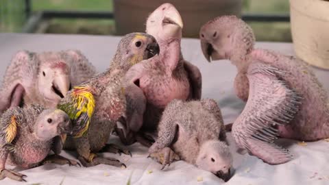 Baby Birds of Parrot