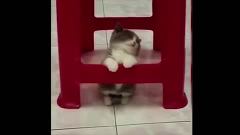 Delightful and Intelligent Baby Cats Compilation