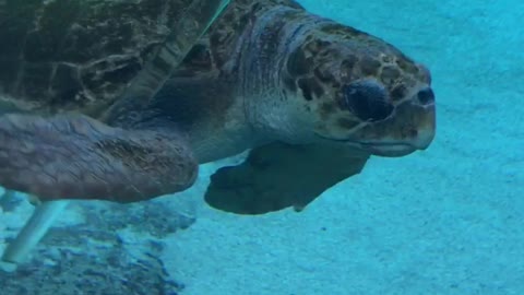 Sea turtle in aquarium