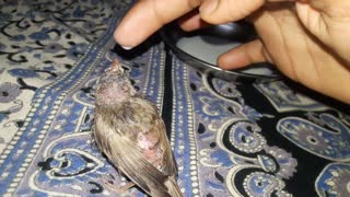 sooo cute sparrow drinking milk awesome video