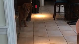 Dog playing hide and seek with owner