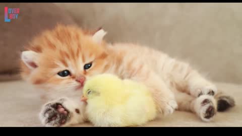 Baby cat and baby chick plays together.