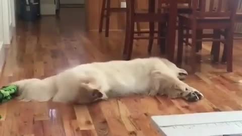 How I Wake my Sleeping Dog From His Dreams