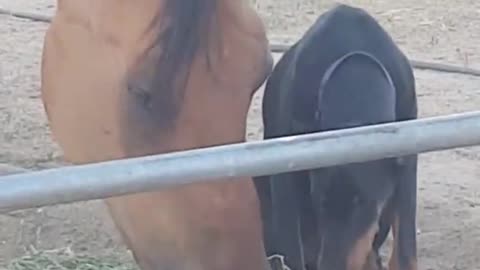 Animal Love Doberman and Horse Eat Grass