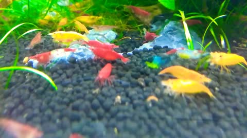 Nice Aquariums - Cherry shrimp