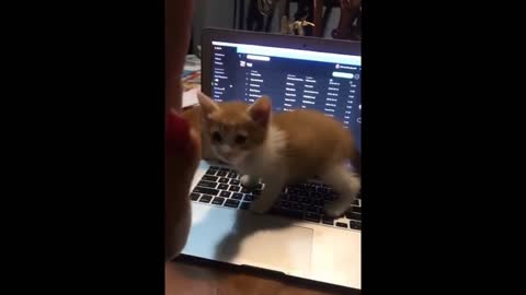 Mama Play With Me Please | Cute Kitten | Funny Cat