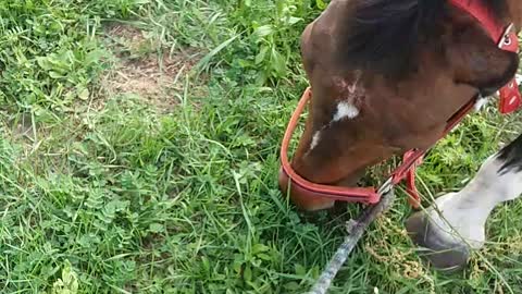 Walking with a horse