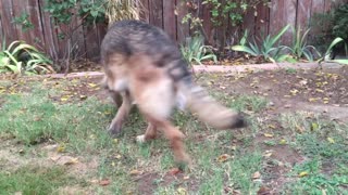 German Shepherd Plays With Rabbit in Backyard