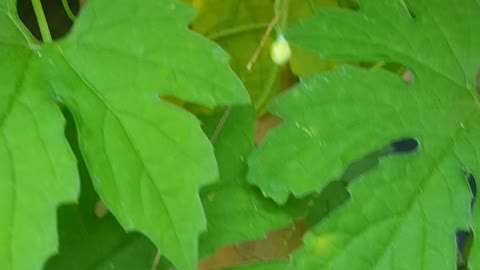 hortensia flower