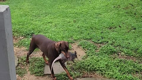 Dog Brings Home an Armadillo