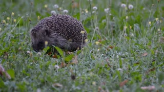 Hungry Squirrel In Field