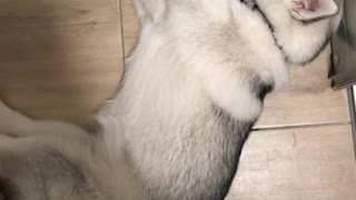 Laziest husky ever drinks water while lying down