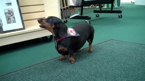 Henry the Dachshund Crying for Mommy
