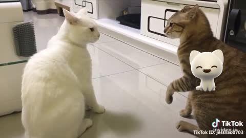 Funny talking cats-speack English like humans