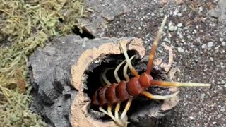 Giant Centipede Climbs into Nest