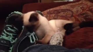 Adorable foster kitten plays with toy mouse