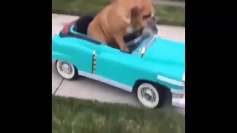 Adorable Dog Riding a Toy Car