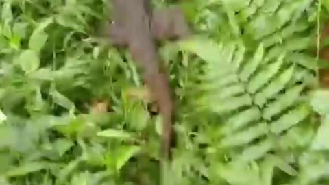 Lizards attack while defending themselves.