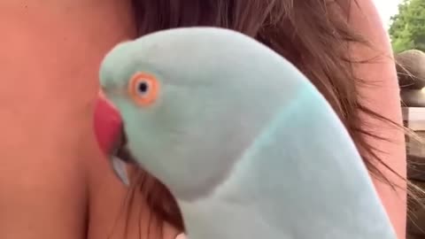 Parrot talking 🦜 boobs