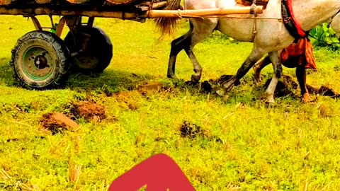 Horse Drawn Carriage | Fatal Horse Accidents | Herd of Horses Running Free |Video by Notun Luxury