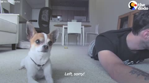 Funny dog copying every single yoga pose his papa does.