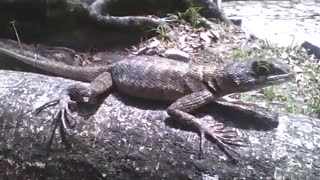 Gecko is seen on a tree trunk relaxing in the park [Nature & Animals]