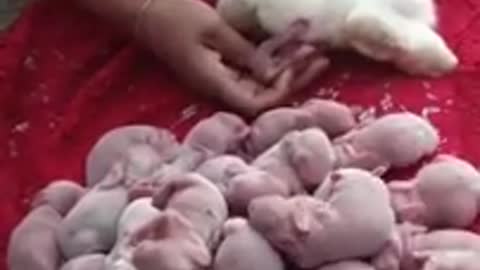 Mother rabbit 🐇🐇🐇 giving birth