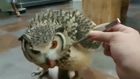 Owl eating food