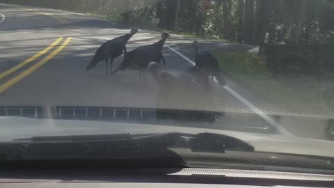 Turkeys Gobble When Car Horn in Honked
