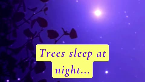 DID YOU KNOW THAT TREES SLEEP AT NIGHT? 😳🤯