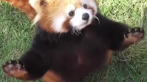 This cute red panda