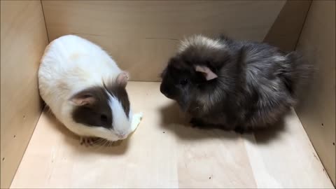 Pair of Female Guinea Pigs