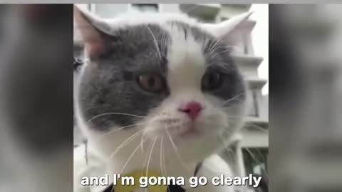 Cats speak like humans