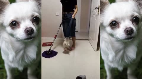 Funny Dog Wants to Hang Out To Dry!
