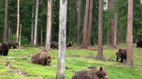 A Bunch of Brown Bears