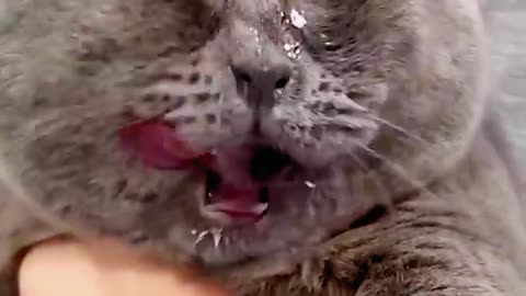 Happy pets cute cats cutest videos