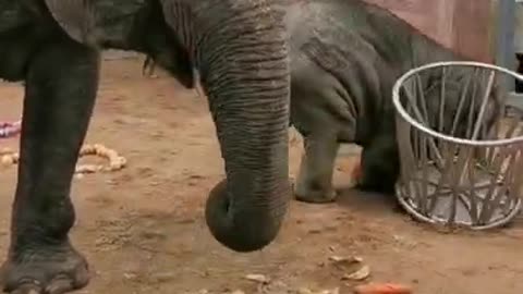 Funny Baby Elephant video