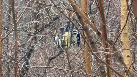 Birds at the Suet feeder