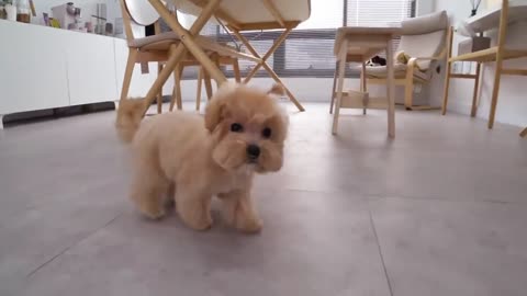 Adorable little Ewok puppy AND last part 4