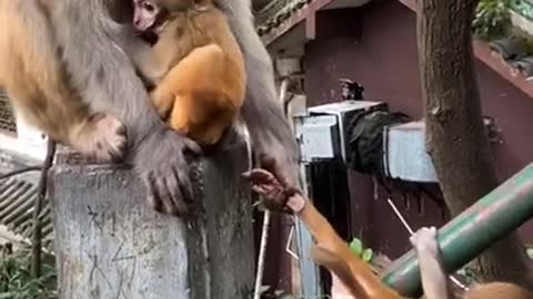 Mother's love in monkey world.