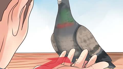 How to Hold a Pigeon