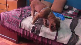 Perro juega encima de la cama de su dueño