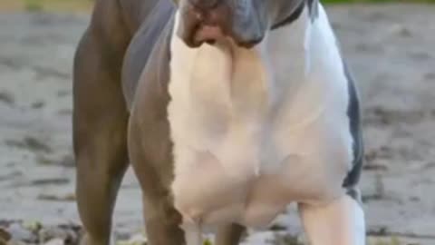 Female American bully || Dog's videos|| #short #americanbully #bully #dog #dogvideo