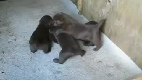 Labrador pups