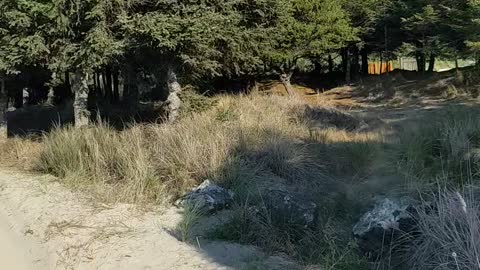 The Beautiful Beach Trails Out in Oregon