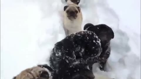 Pack of pugs enjoy heavy Swiss snowfall