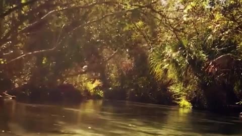 Snapping Turtle. Ocala National Forest. Silver River